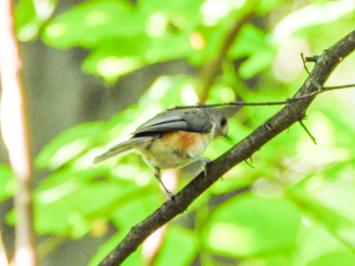 Tufted Titmouse - ML638363240