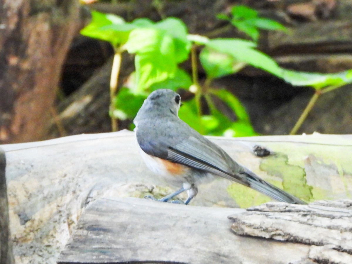 Tufted Titmouse - ML638363241