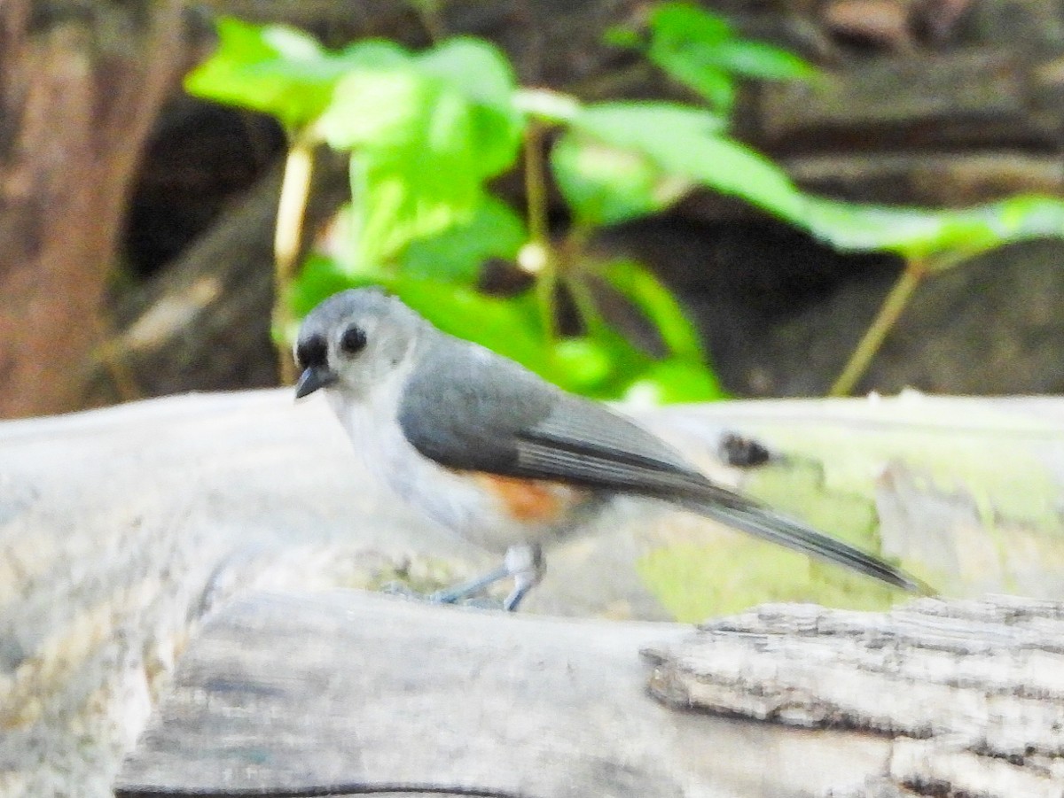 Tufted Titmouse - ML638363242