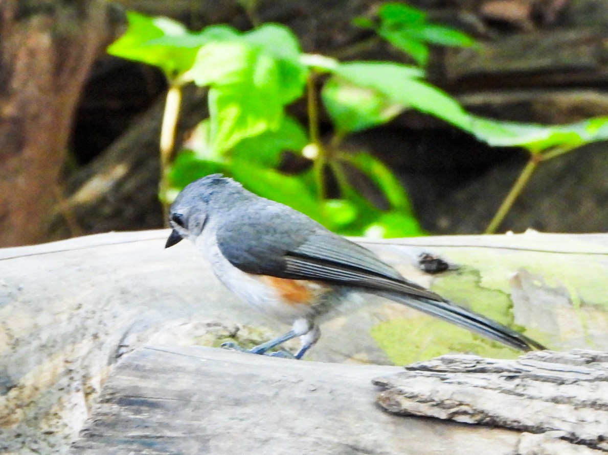 Tufted Titmouse - ML638363243
