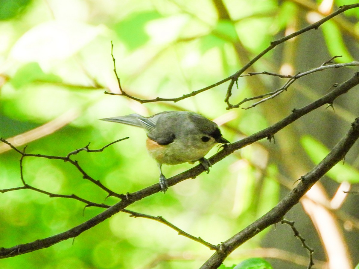 Tufted Titmouse - ML638363244