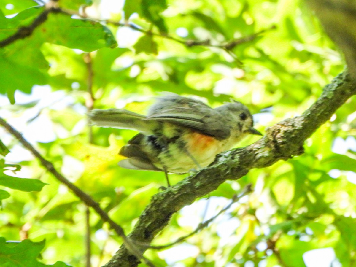 Tufted Titmouse - ML638363248