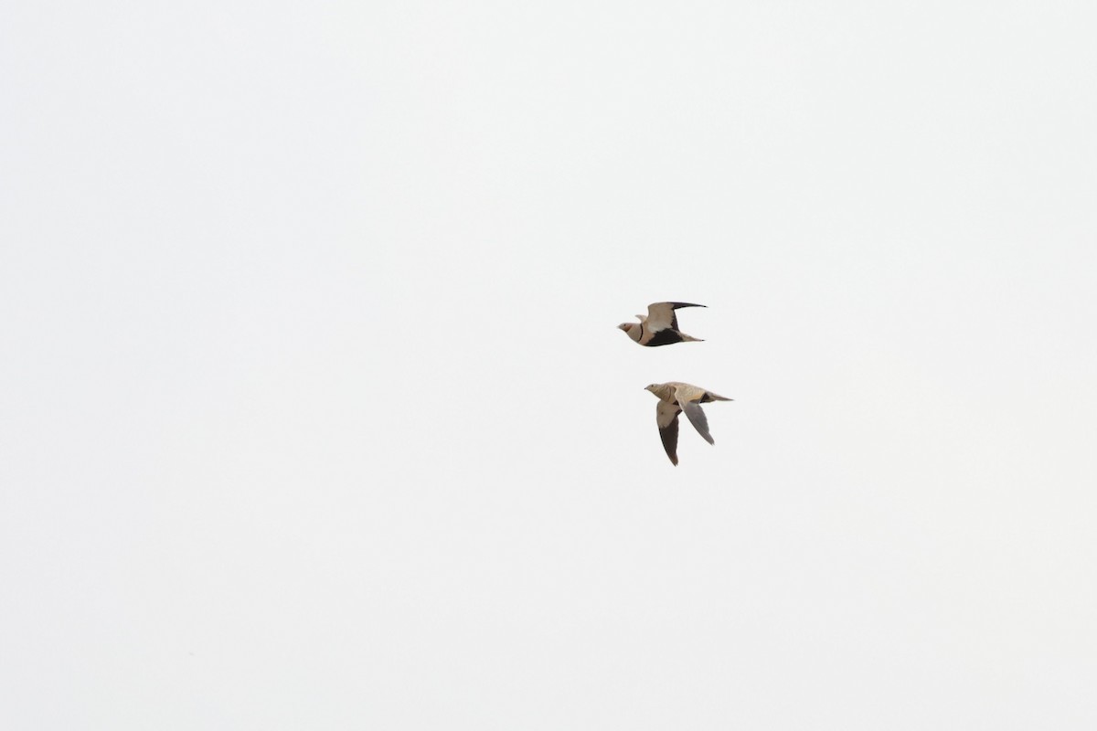 Black-bellied Sandgrouse - ML638363255