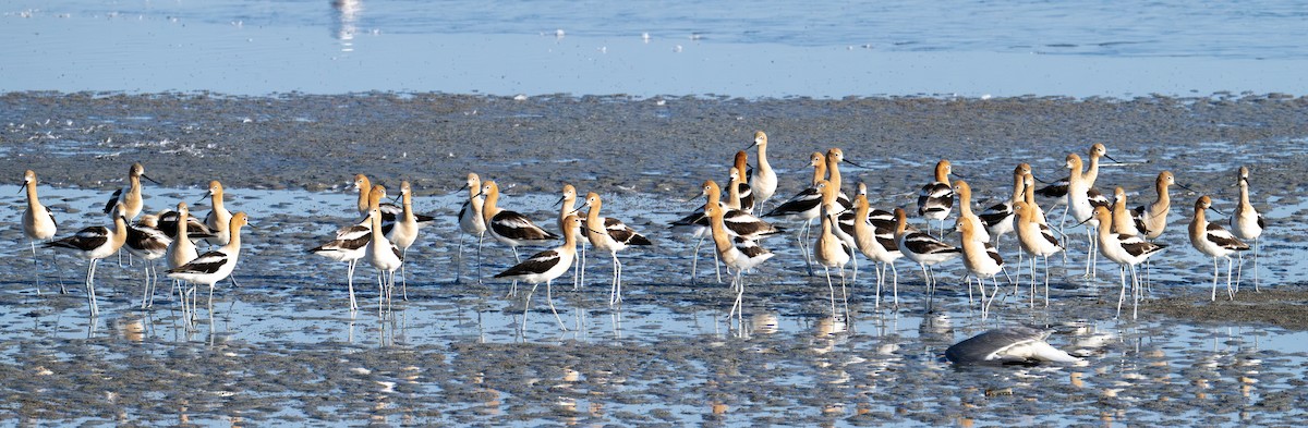 American Avocet - ML638363262