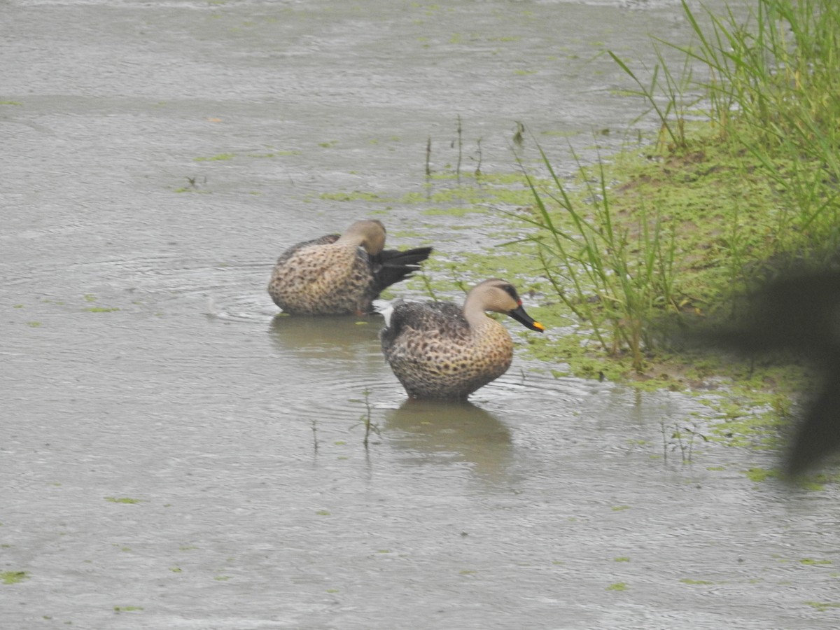 Indian Spot-billed Duck - ML638363268