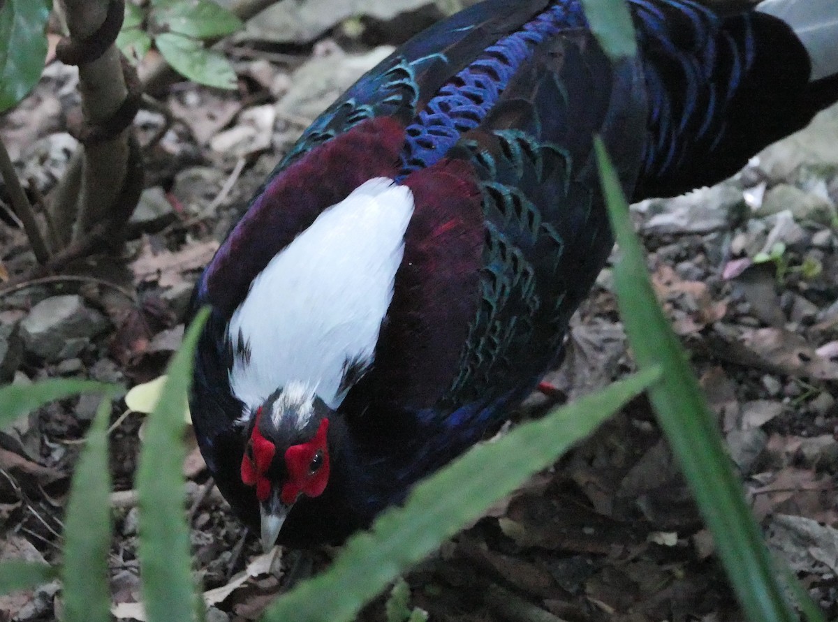 Swinhoe's Pheasant - ML638363270