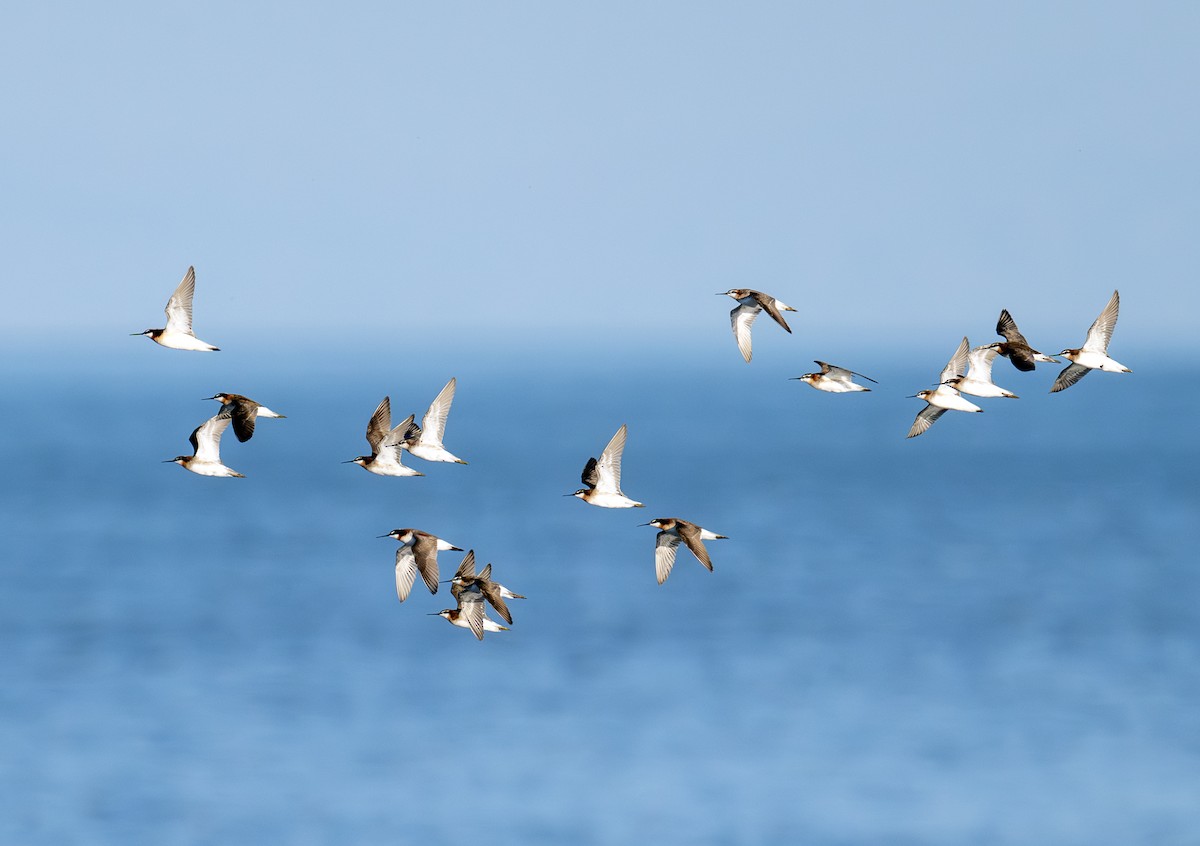 hvithalesvømmesnipe - ML638363271