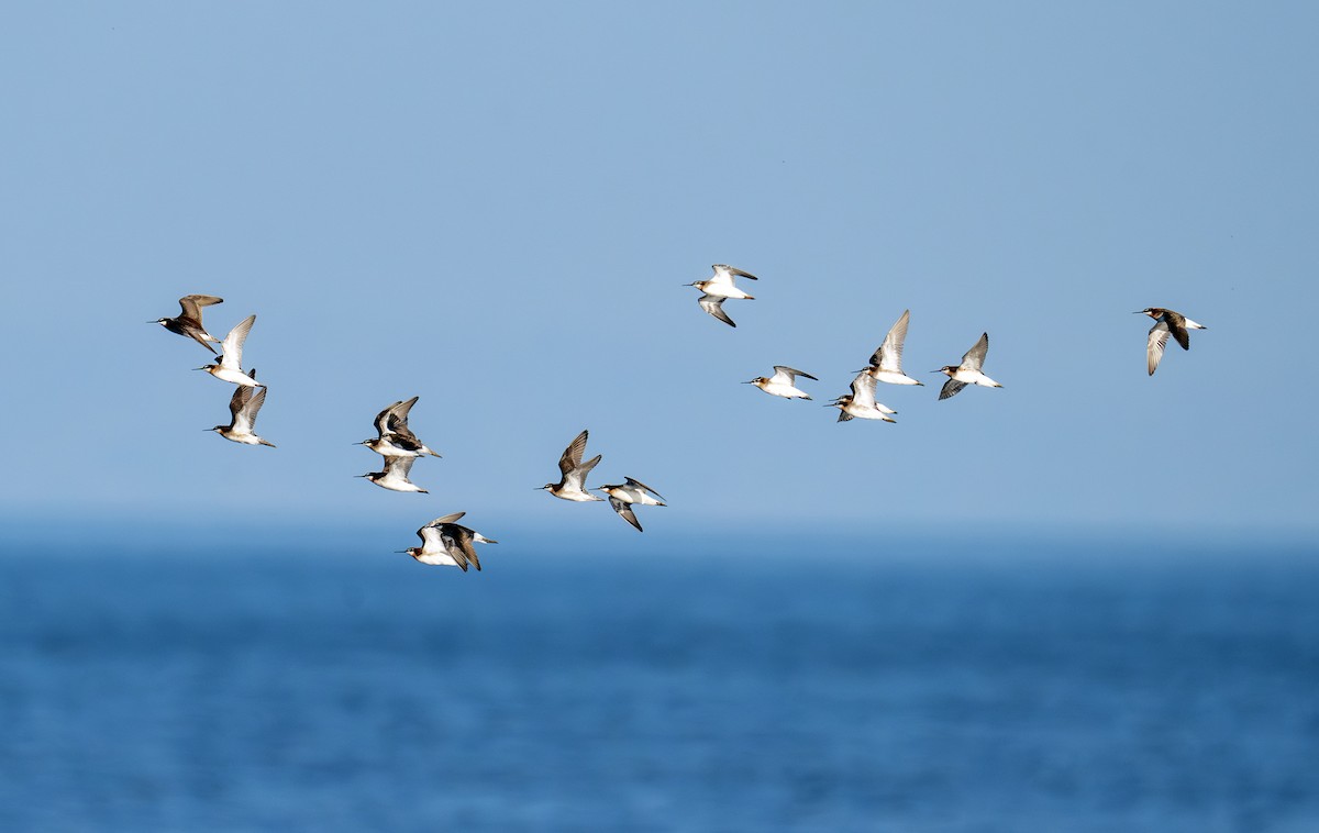 hvithalesvømmesnipe - ML638363272