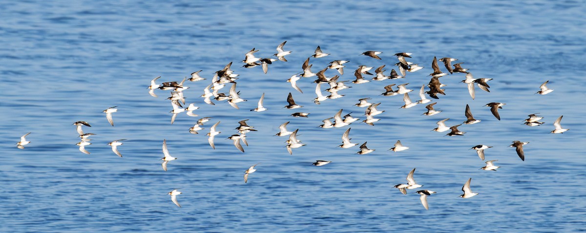 hvithalesvømmesnipe - ML638363274