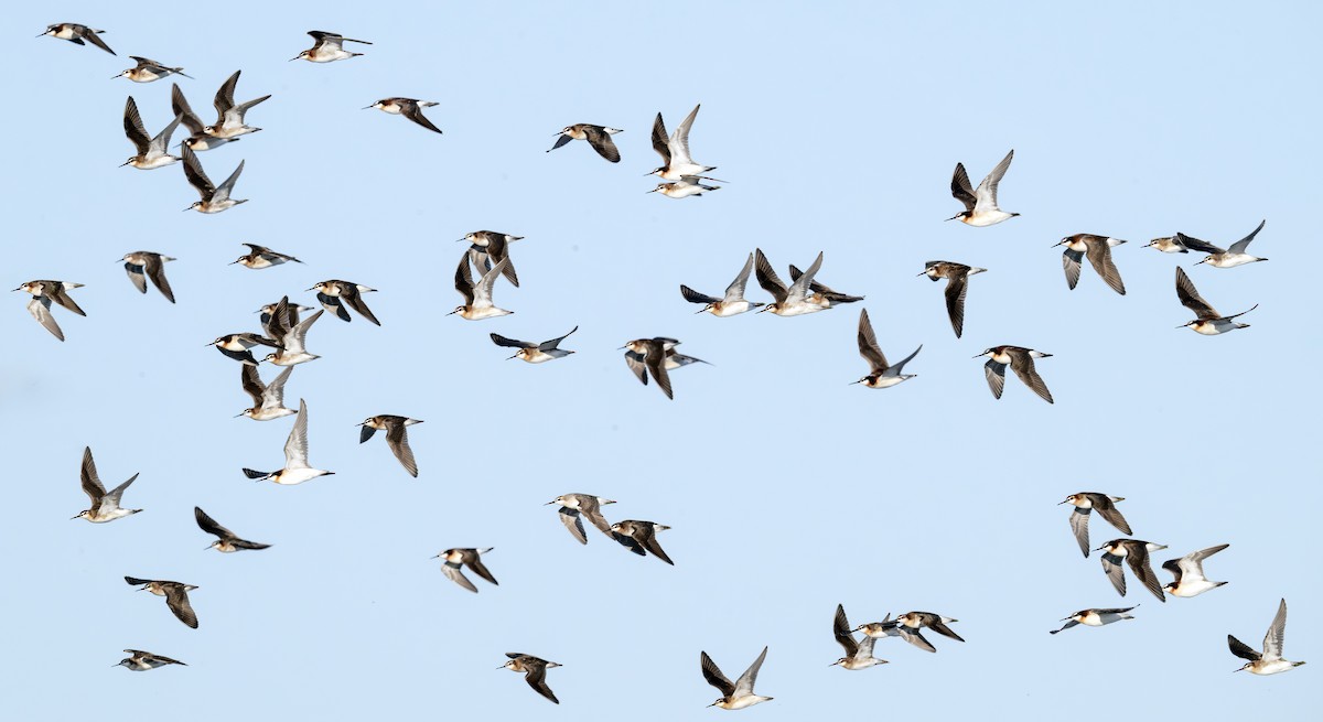 hvithalesvømmesnipe - ML638363275