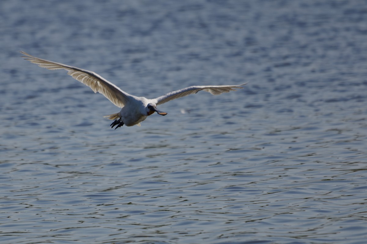 Eurasian Spoonbill - ML638363278
