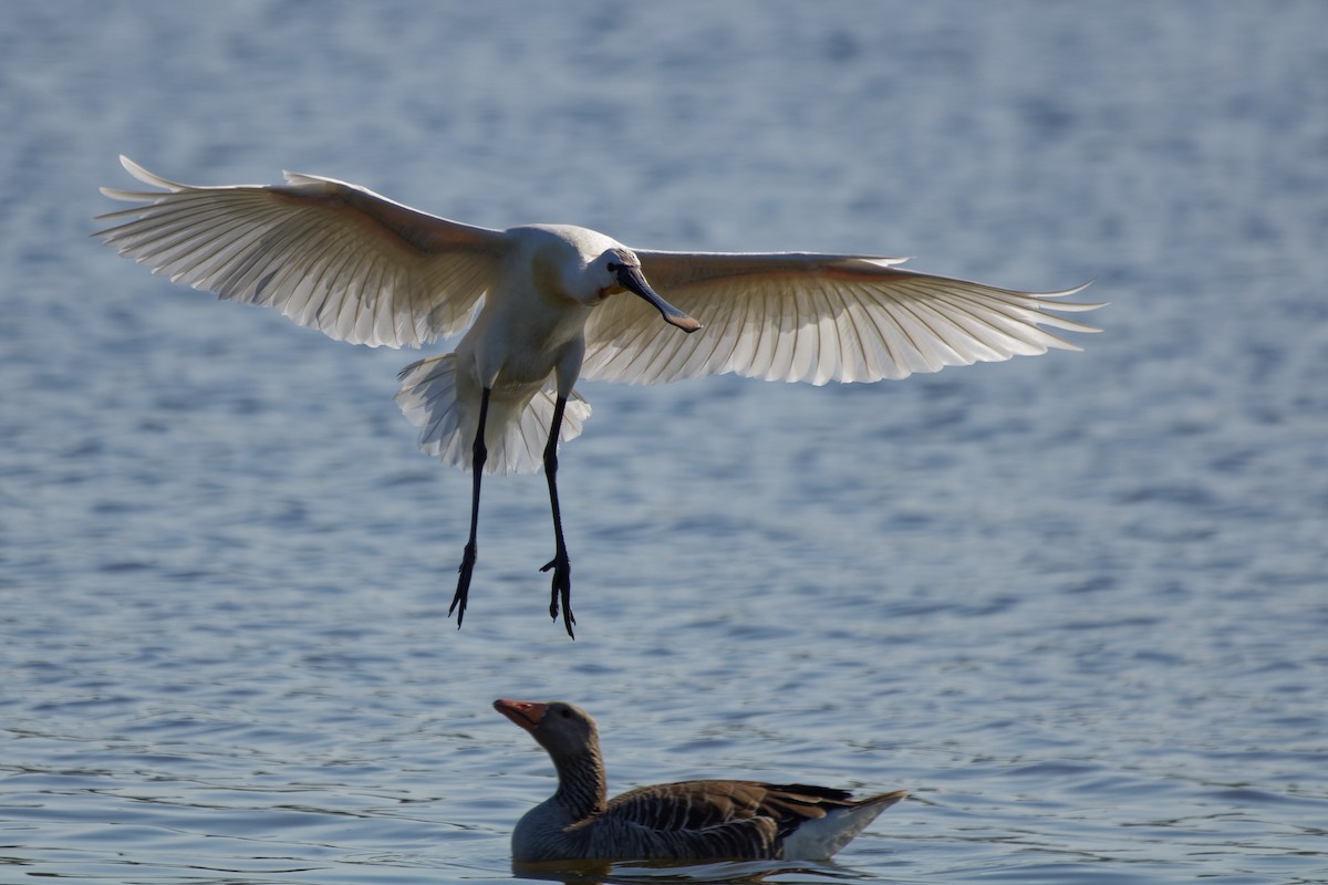 Eurasian Spoonbill - ML638363279