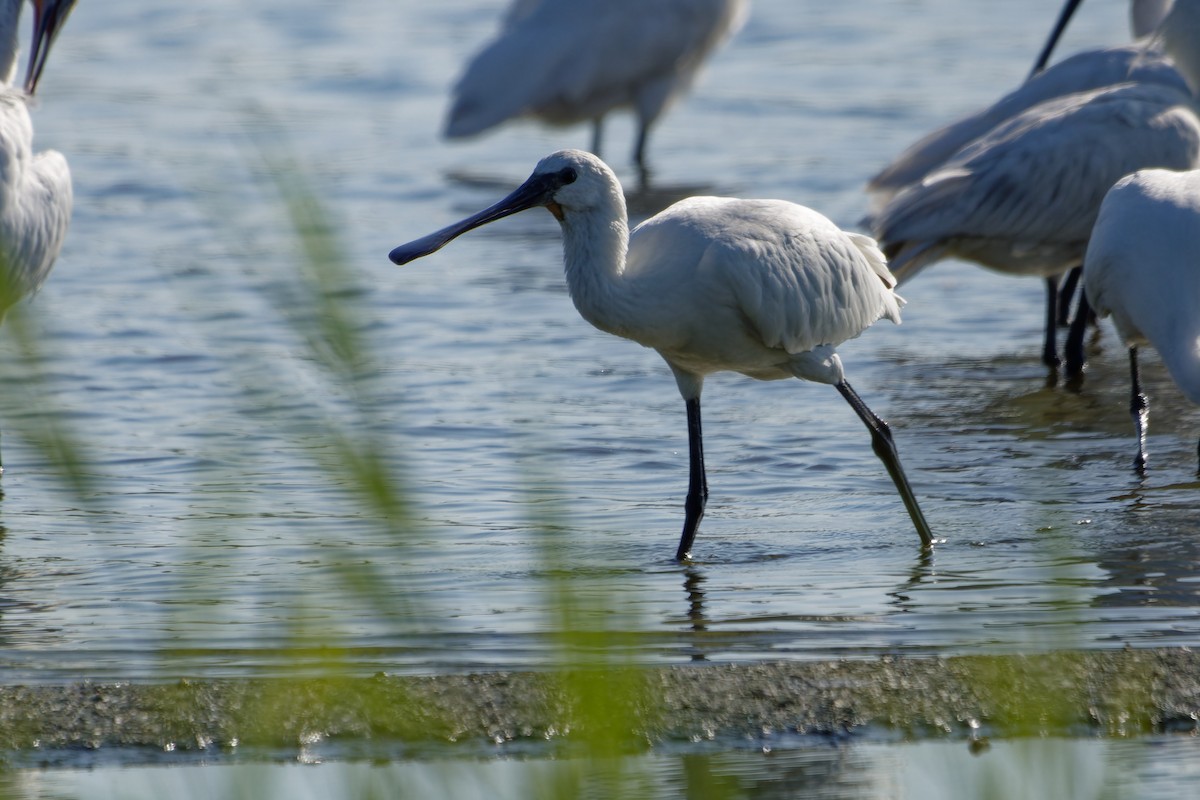 Eurasian Spoonbill - ML638363280