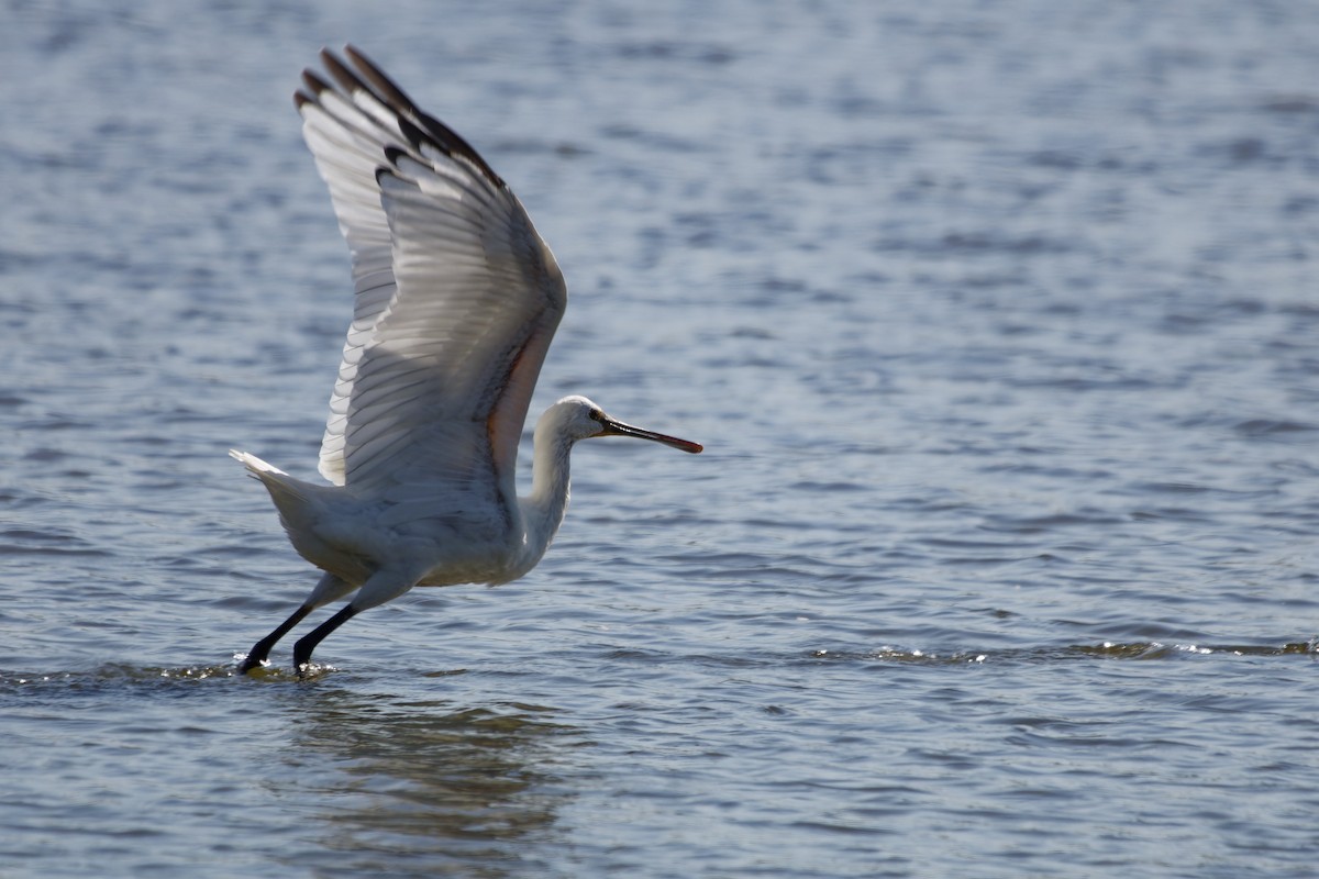Eurasian Spoonbill - ML638363287