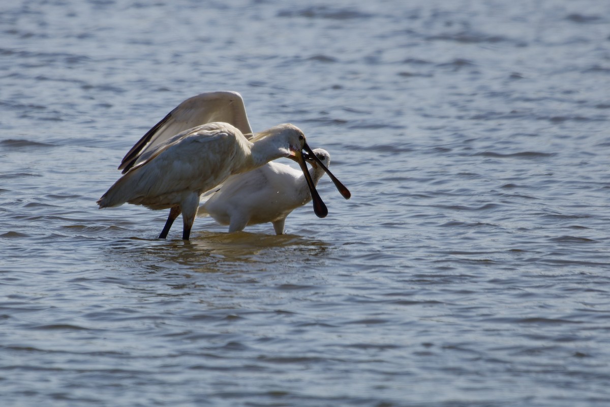 Eurasian Spoonbill - ML638363288