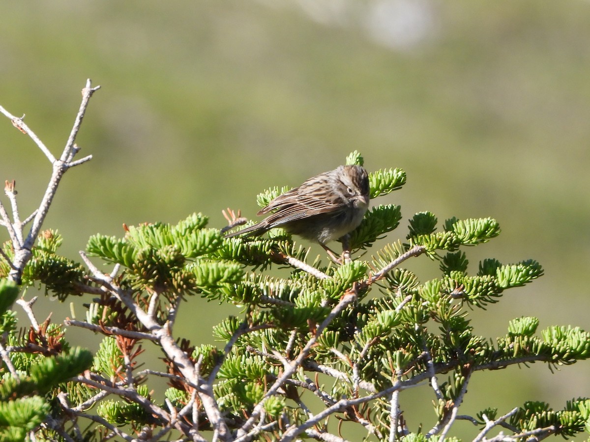 Brewer's Sparrow (taverneri) - ML638363293