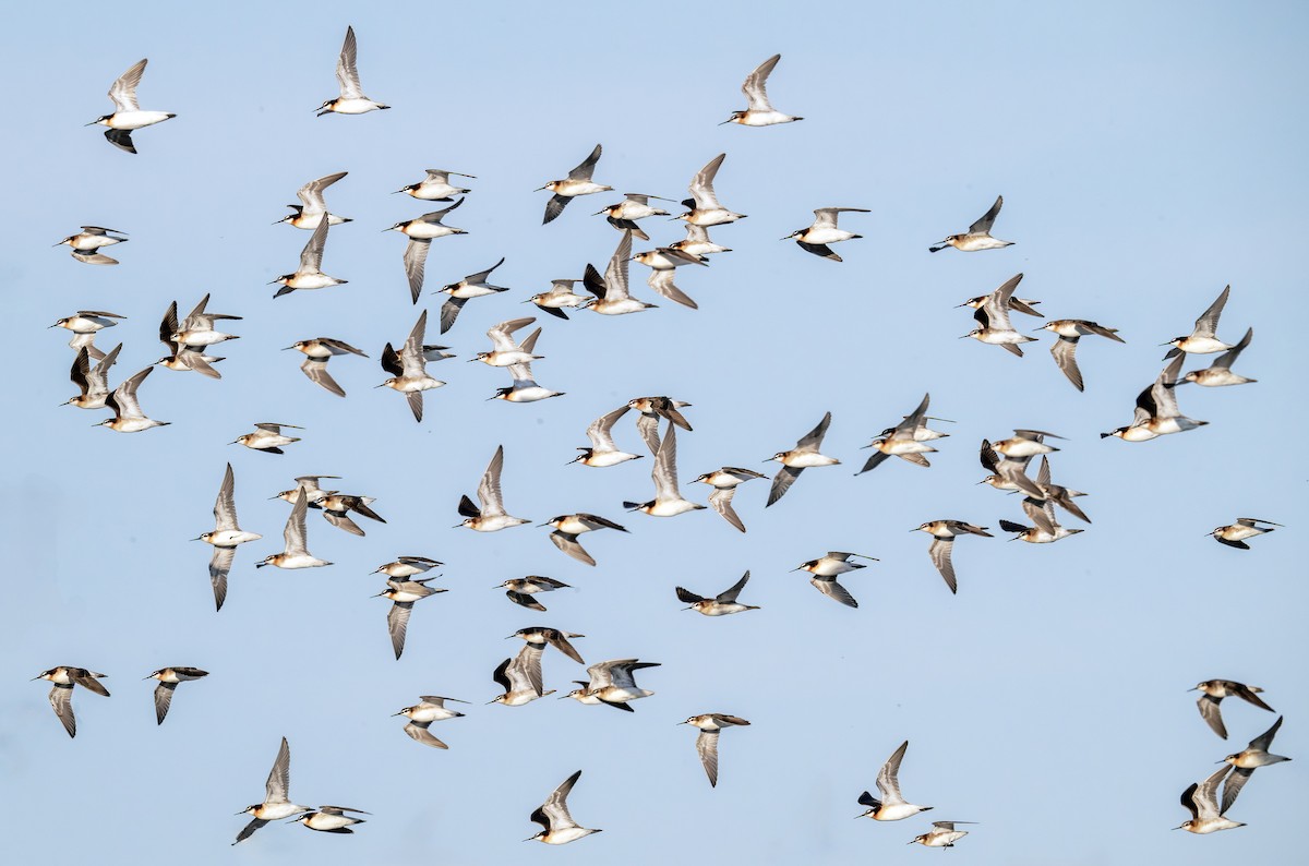 hvithalesvømmesnipe - ML638363295