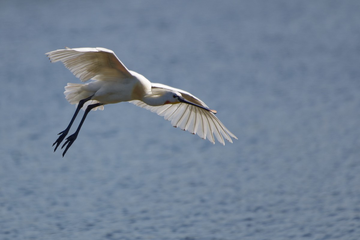 Eurasian Spoonbill - ML638363299
