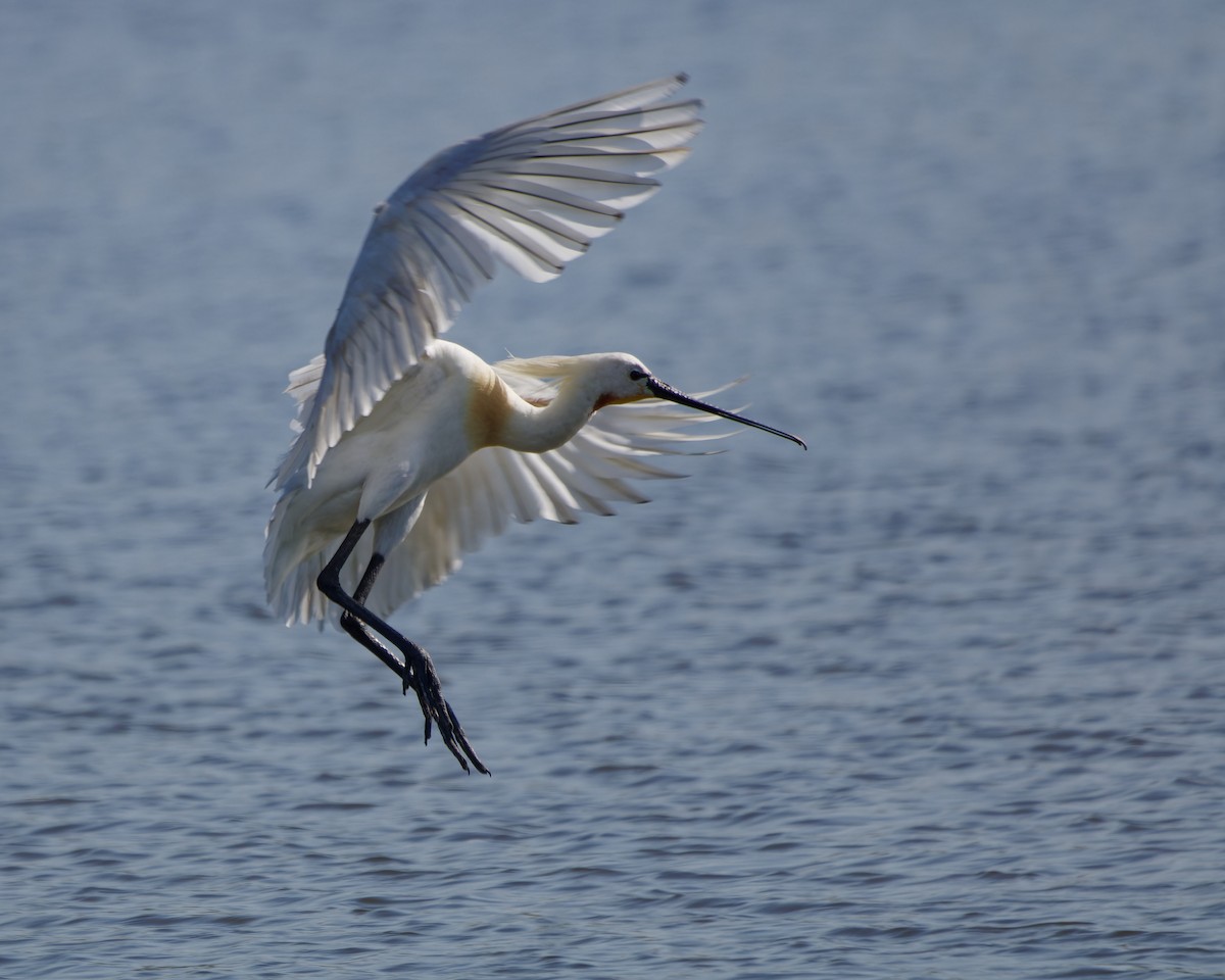 Eurasian Spoonbill - ML638363300