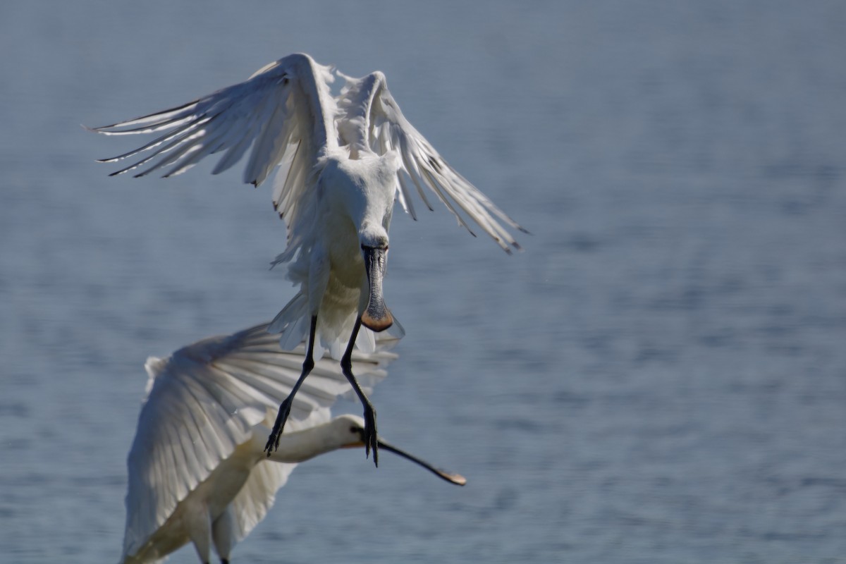 Eurasian Spoonbill - ML638363316
