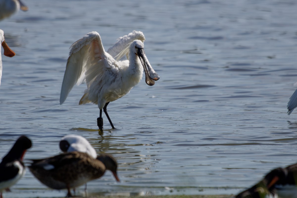 Eurasian Spoonbill - ML638363318