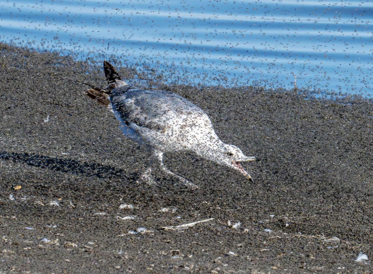 California Gull - ML638363320
