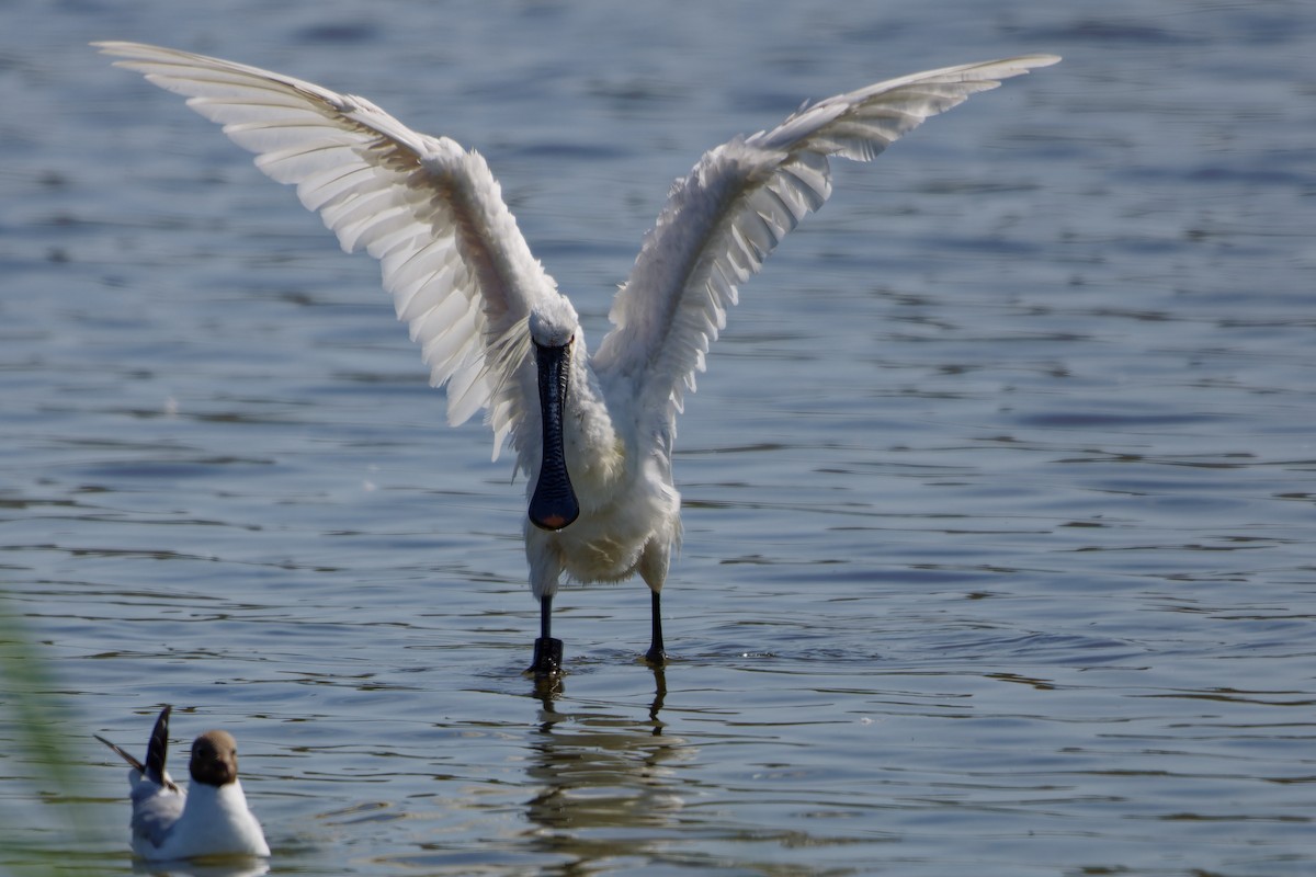 Eurasian Spoonbill - ML638363321