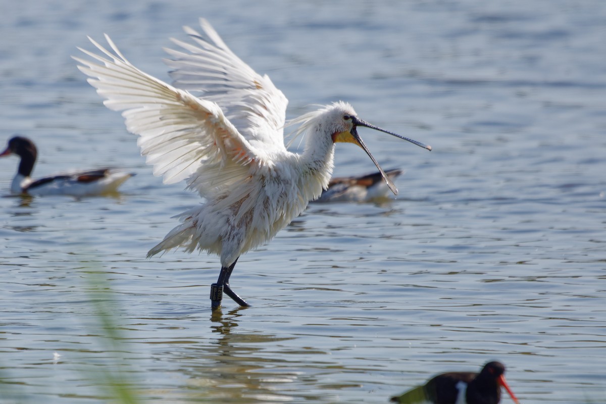 Eurasian Spoonbill - ML638363323