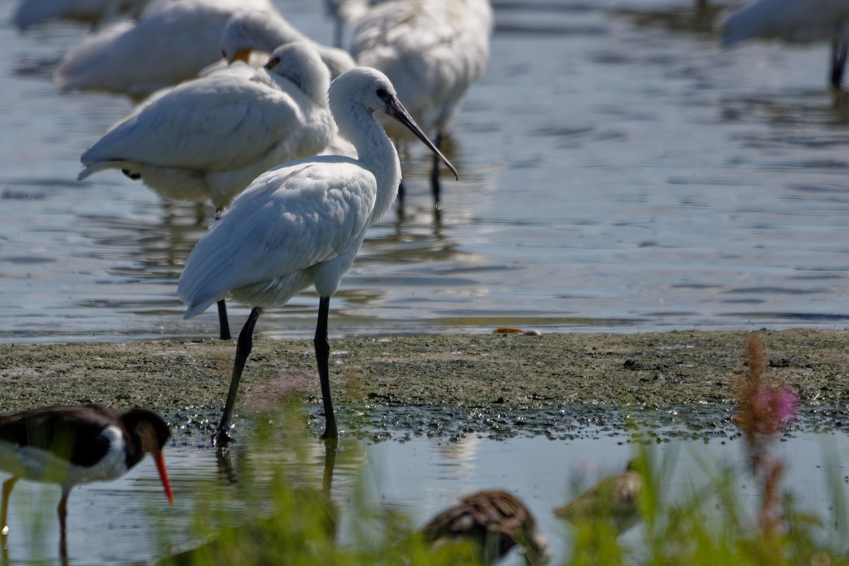 Eurasian Spoonbill - ML638363324