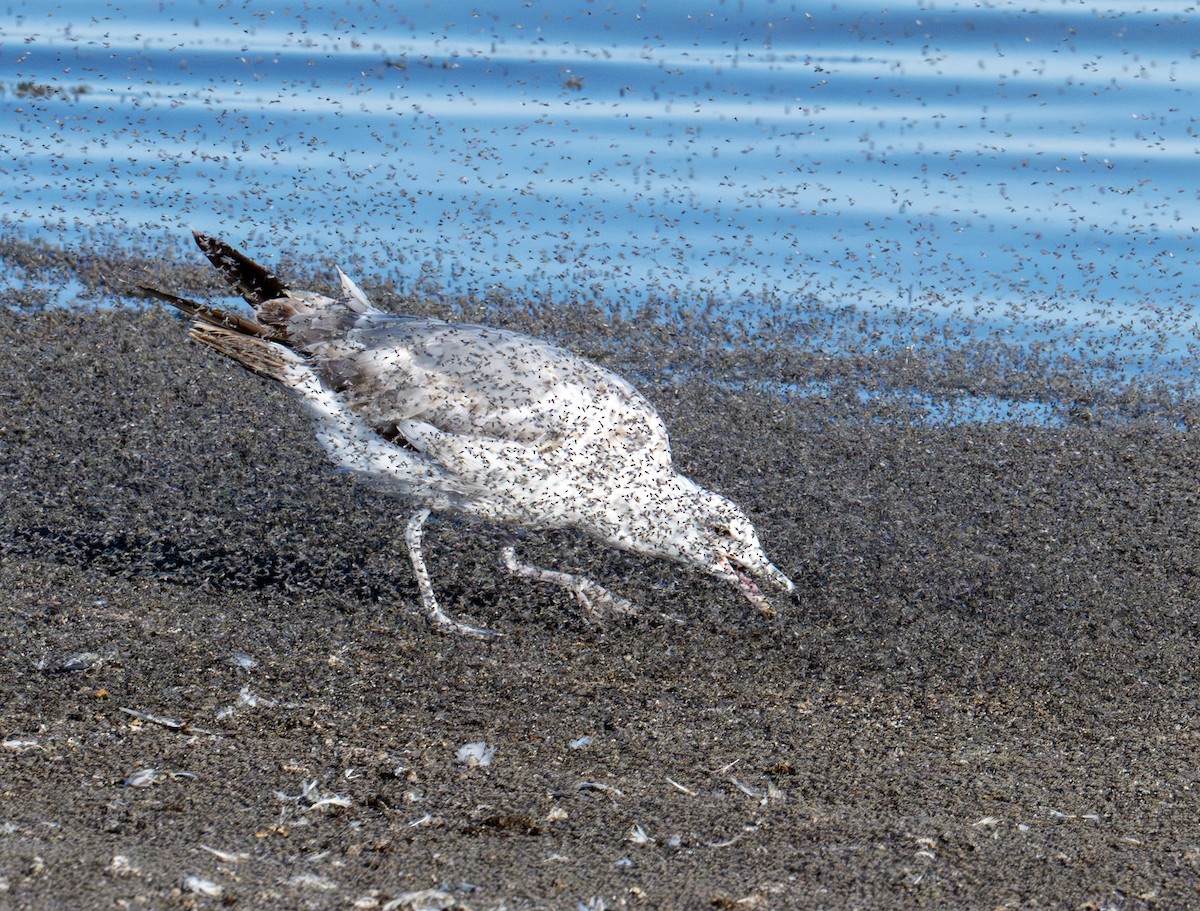 California Gull - ML638363325