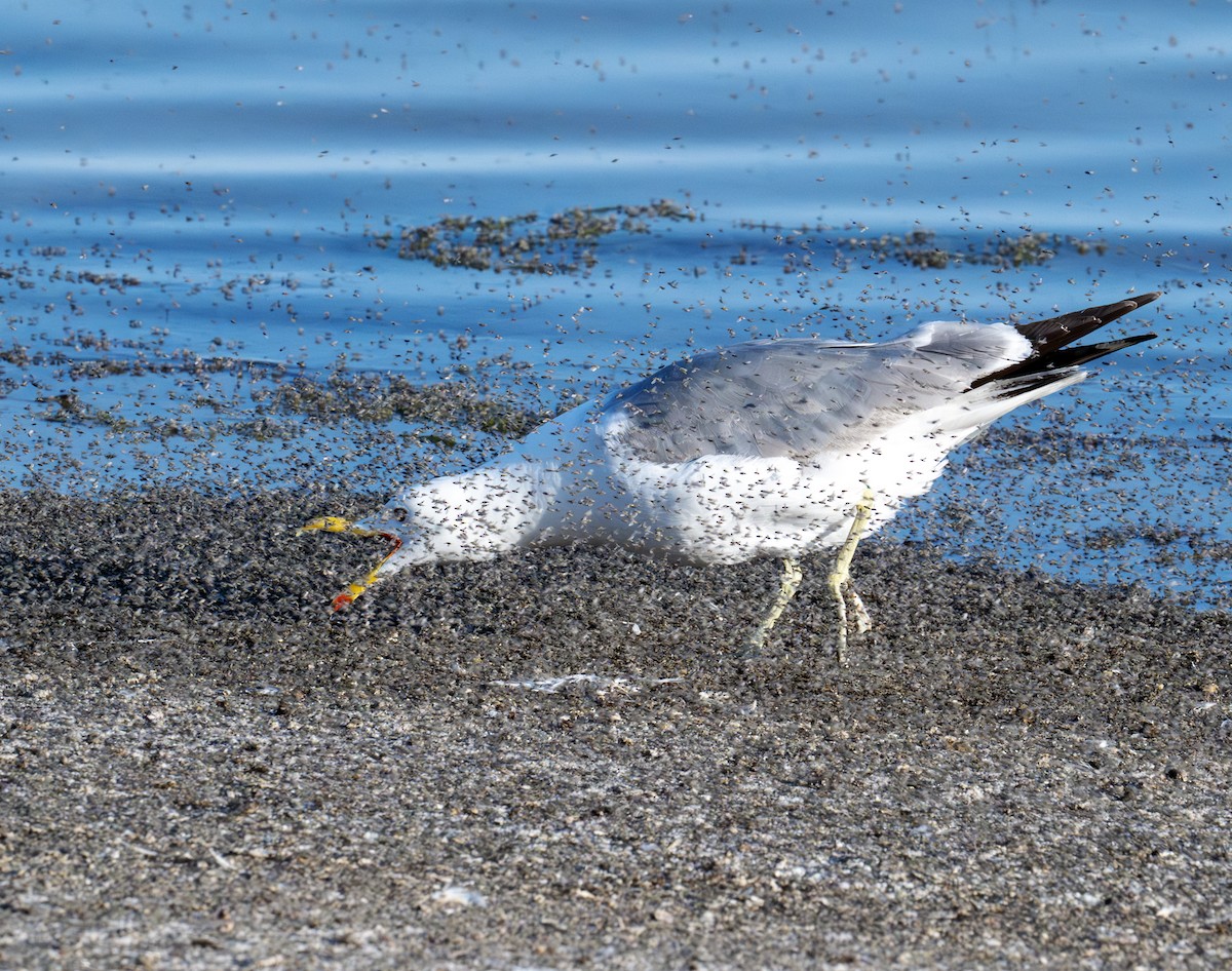 California Gull - ML638363328