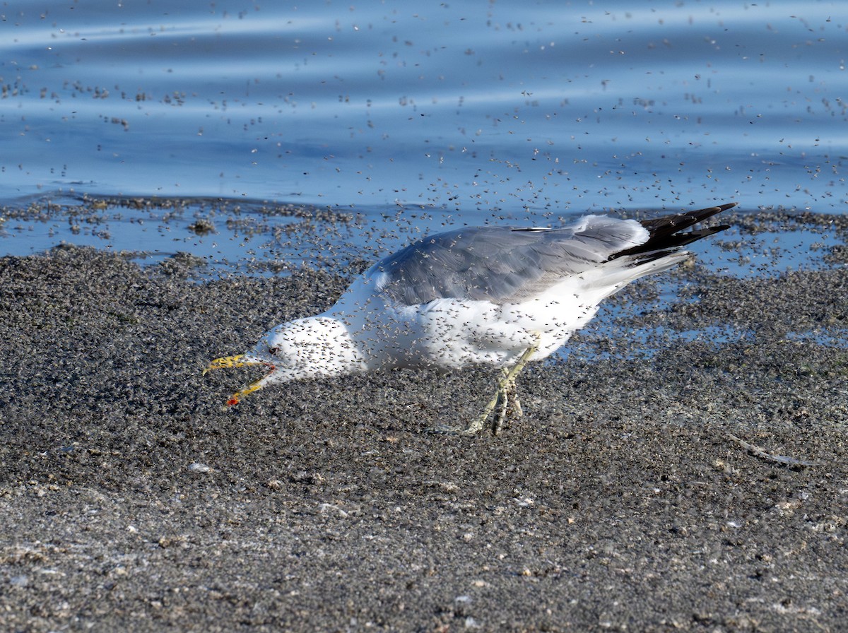 California Gull - ML638363329