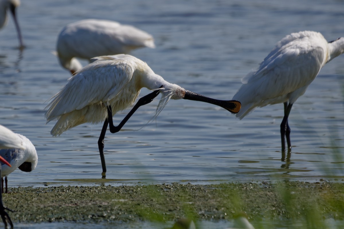Eurasian Spoonbill - ML638363330