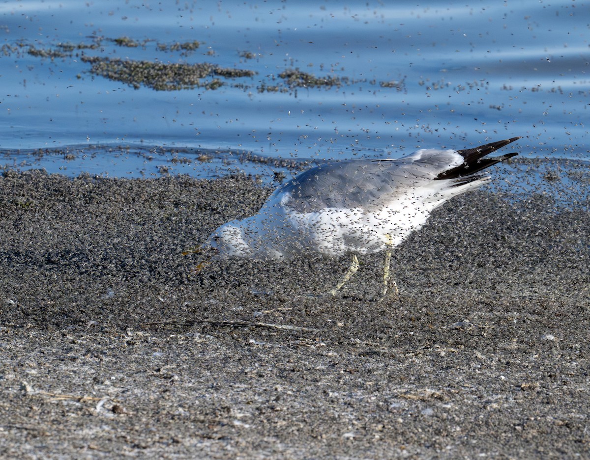 California Gull - ML638363332