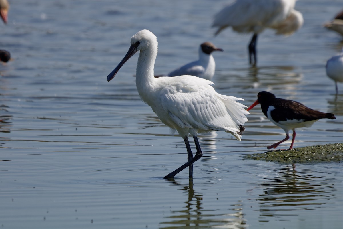 Eurasian Spoonbill - ML638363333