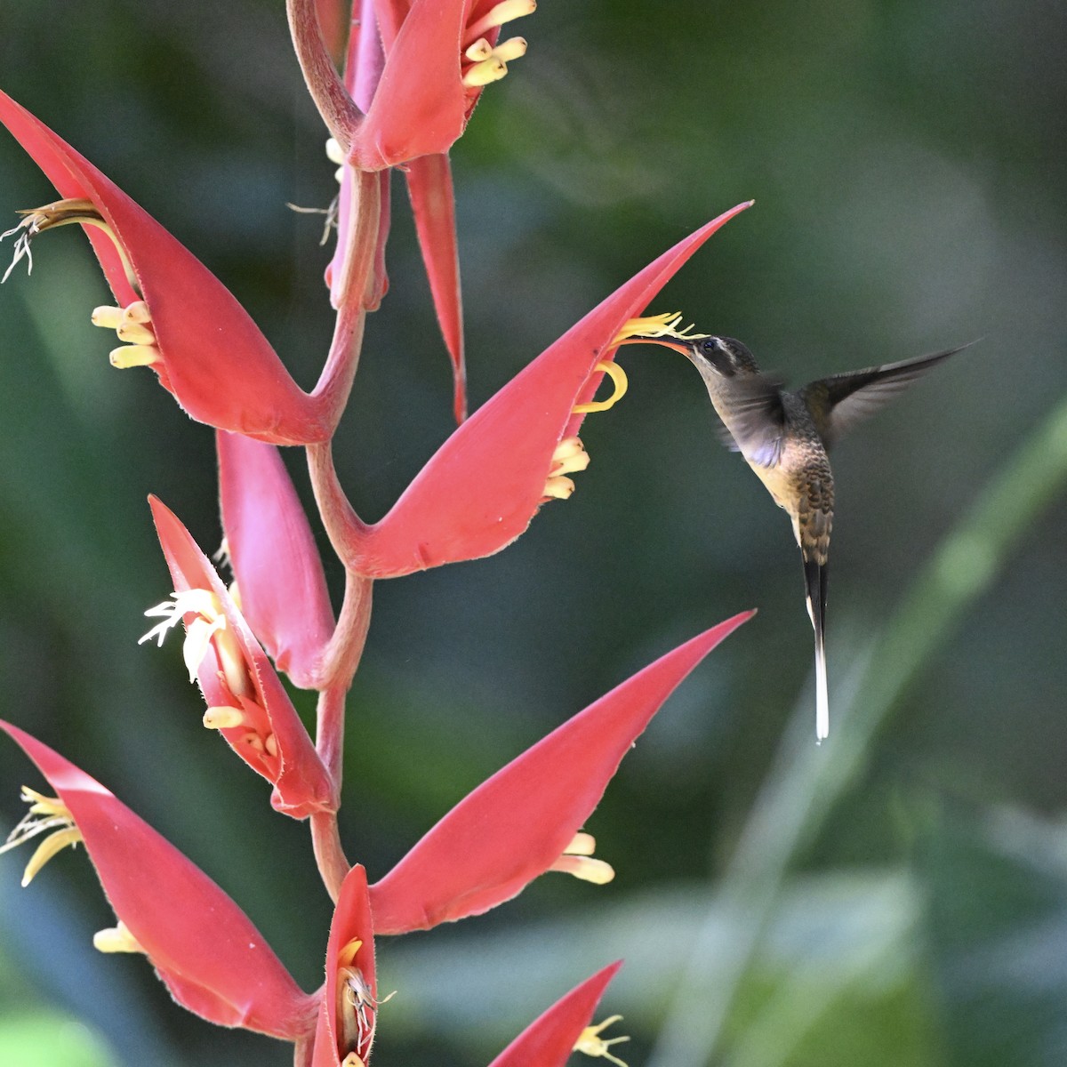 Great-billed Hermit - ML638363339