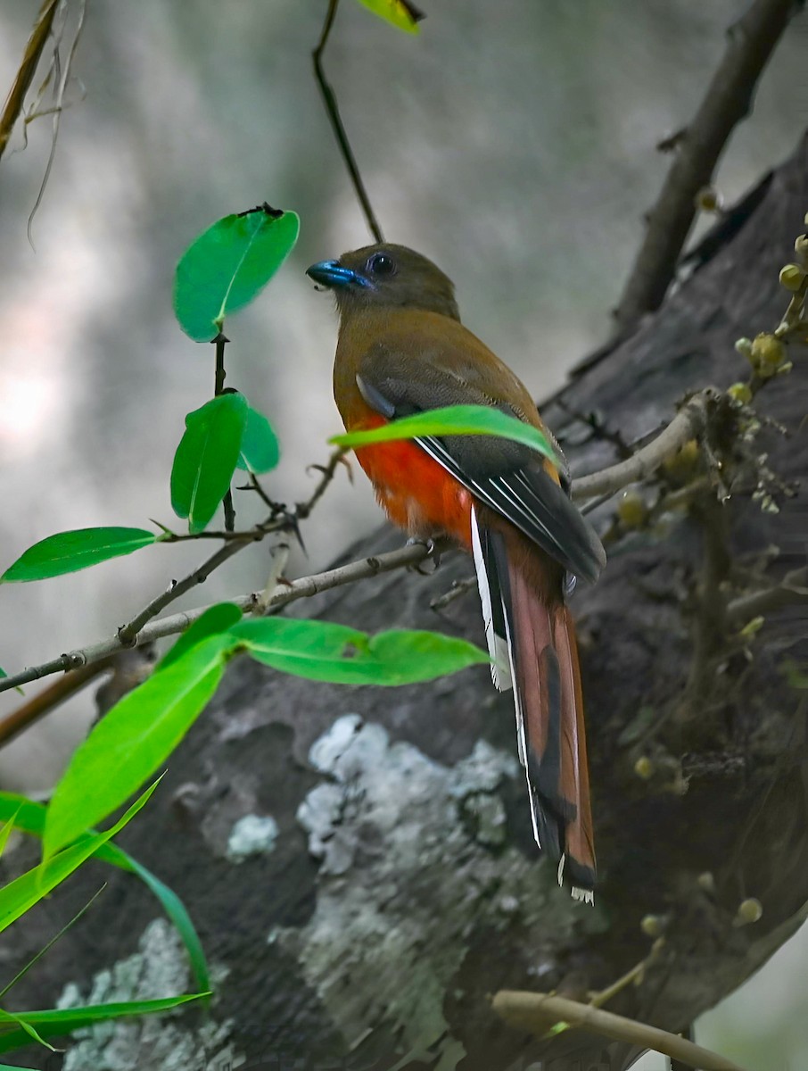 Red-headed Trogon - ML638363343