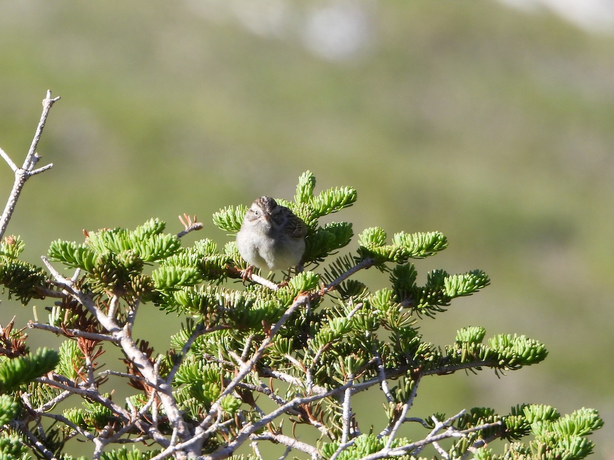 Brewer's Sparrow (taverneri) - ML638363347