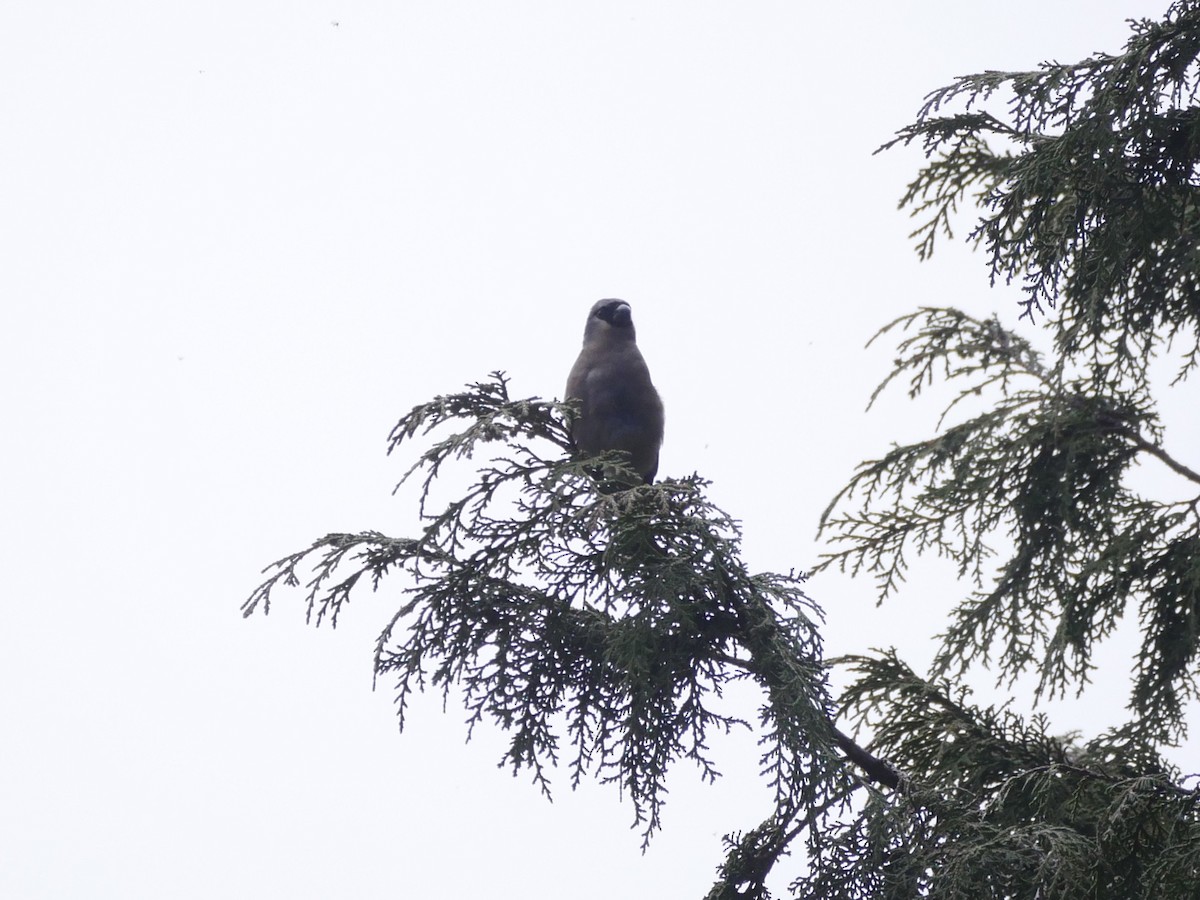 Taiwan Bullfinch - ML638363353