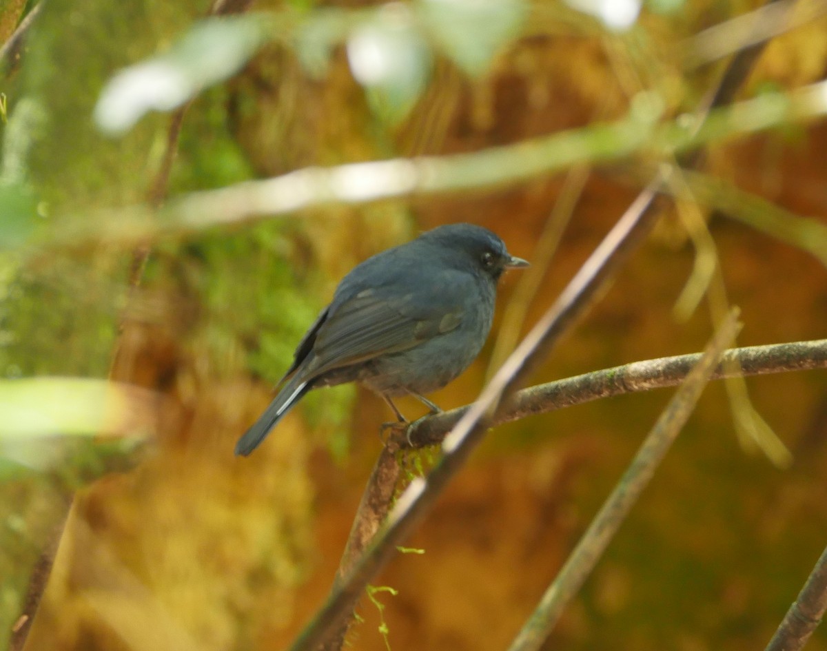White-tailed Robin (White-tailed) - ML638363355