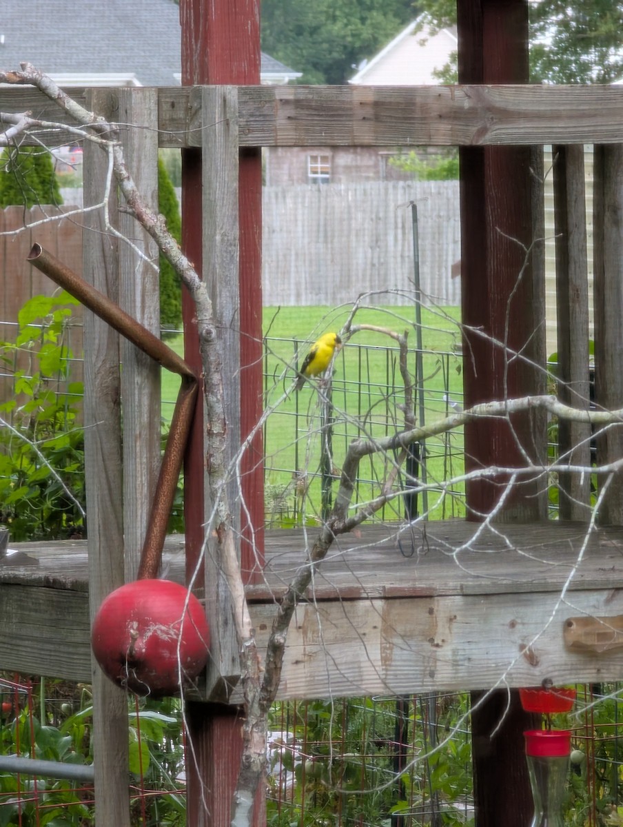 American Goldfinch - ML638363357