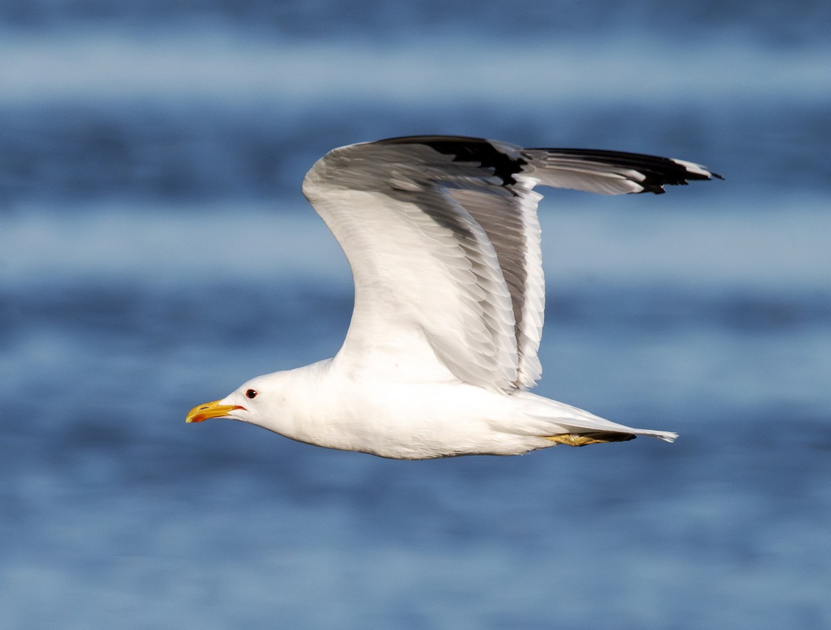 California Gull - ML638363365