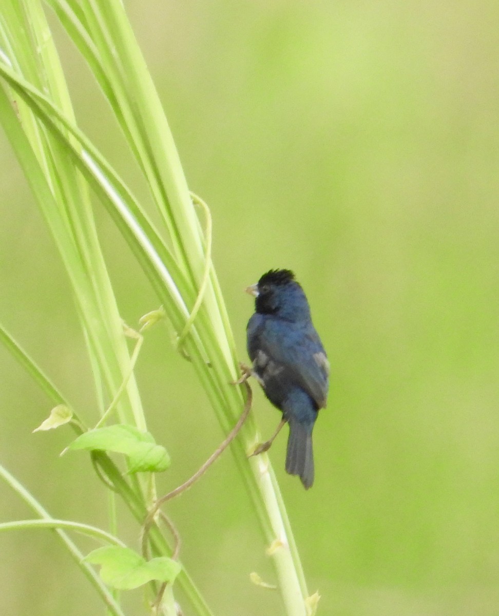 Blue-black Grassquit - ML638363381