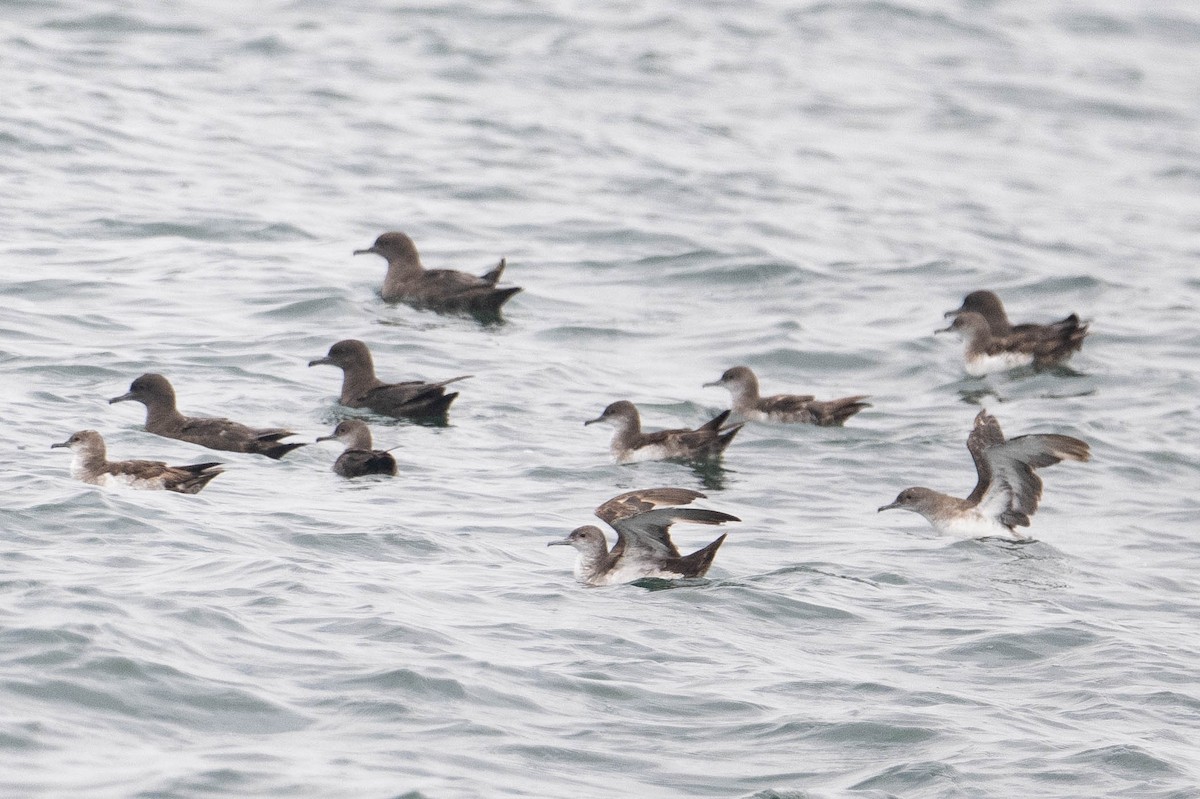 Black-vented Shearwater - ML638363390