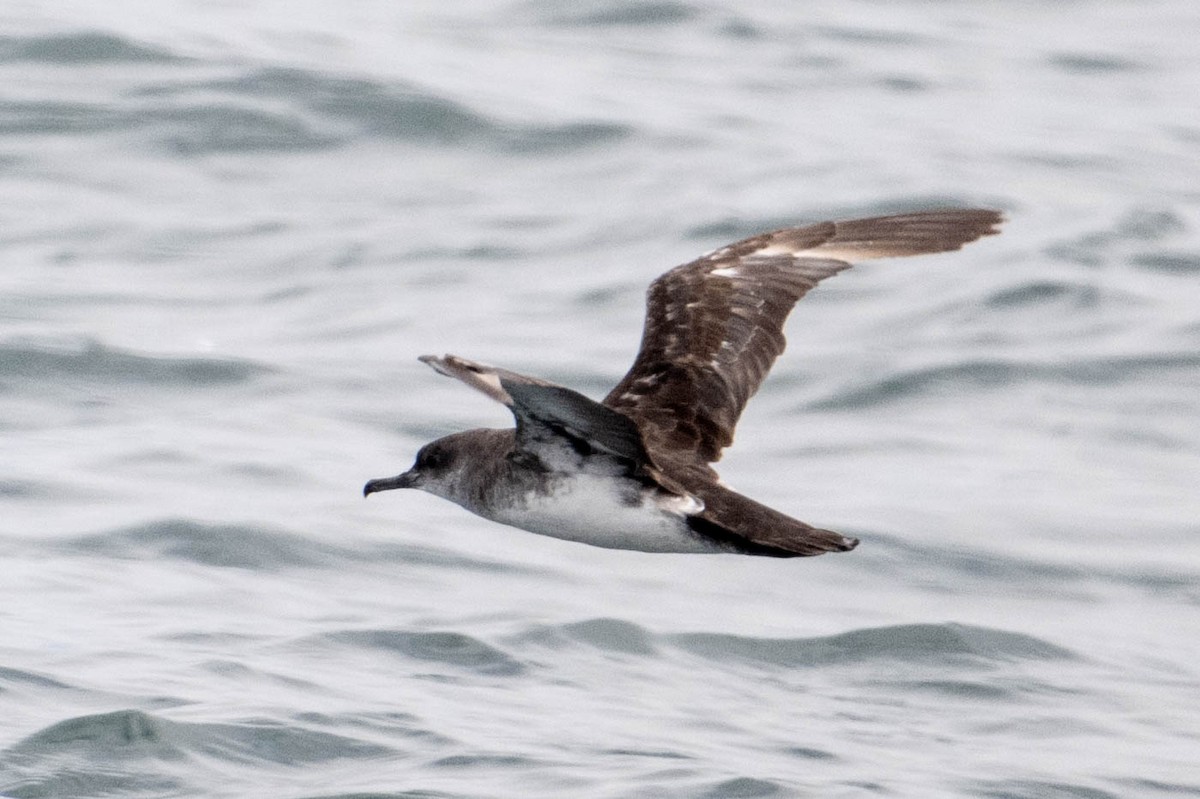 Black-vented Shearwater - ML638363395