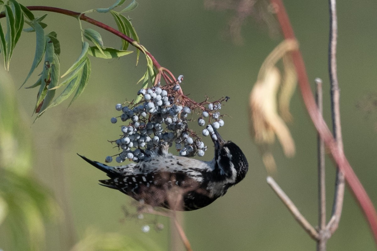 Nuttall's Woodpecker - ML638363396