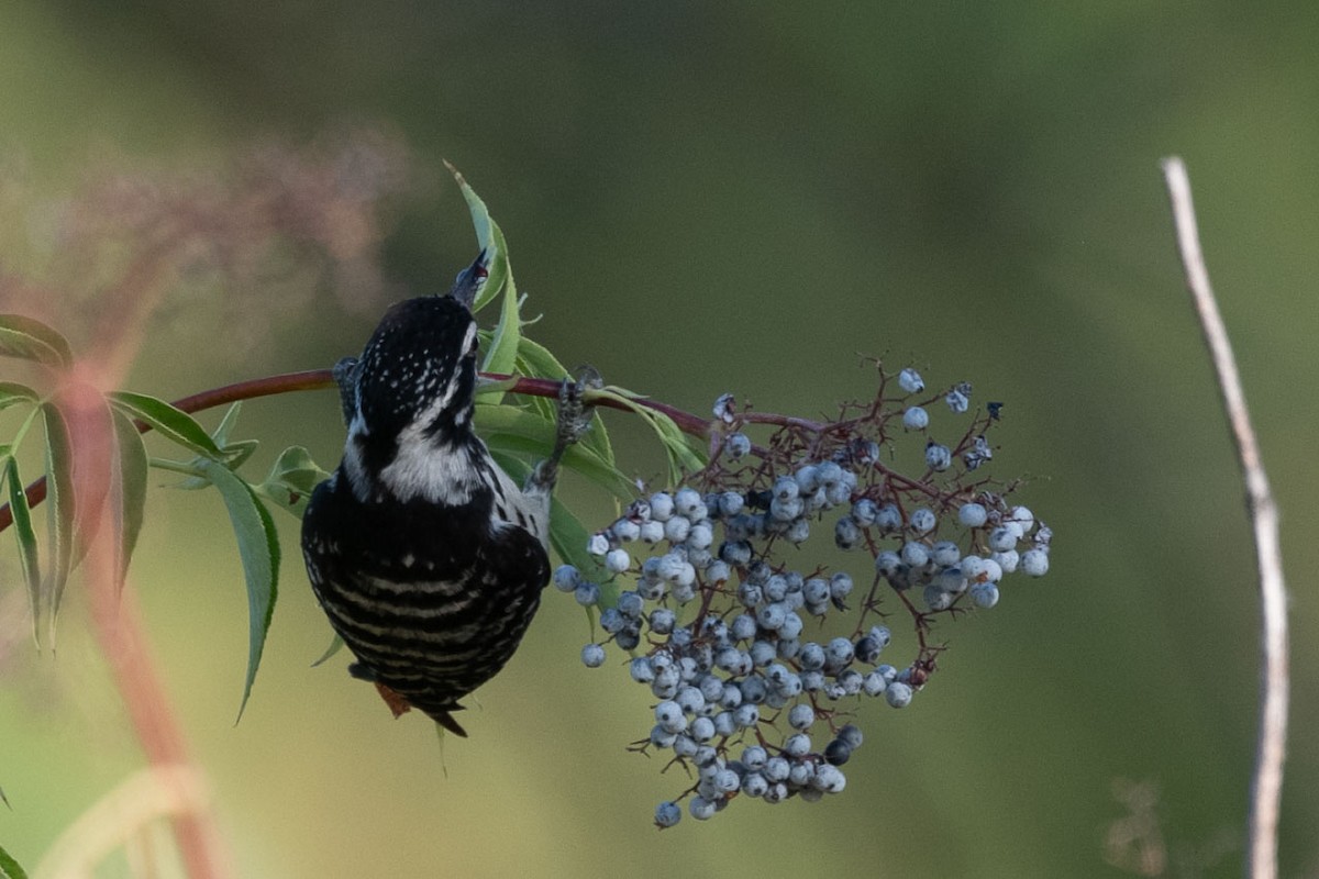 Nuttall's Woodpecker - ML638363397