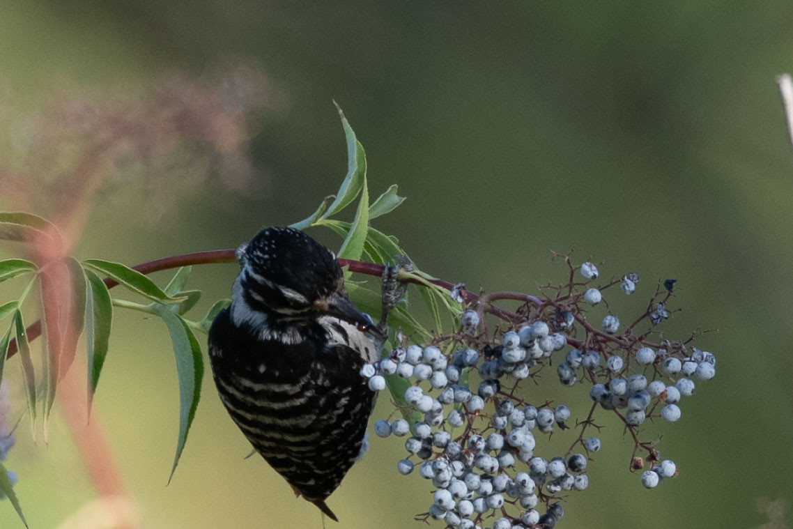 Nuttall's Woodpecker - ML638363398