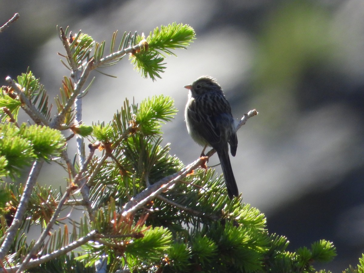 Brewer's Sparrow (taverneri) - ML638363399