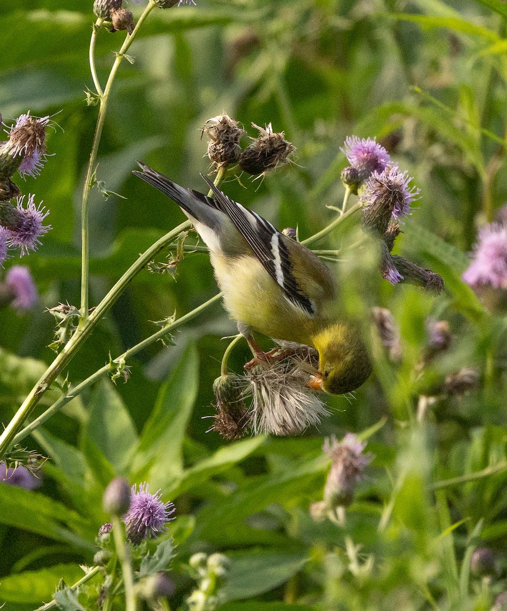 American Goldfinch - ML638363402